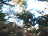 Abies canopy