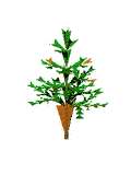 Abies PipeTree Age 04