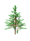 Abies PipeTree Age 07