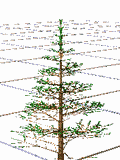 Abies PipeTree Age 04