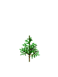 Abies PipeTree Age 05
