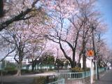 Sakura park