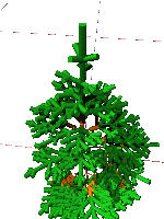 abies pipetree 12