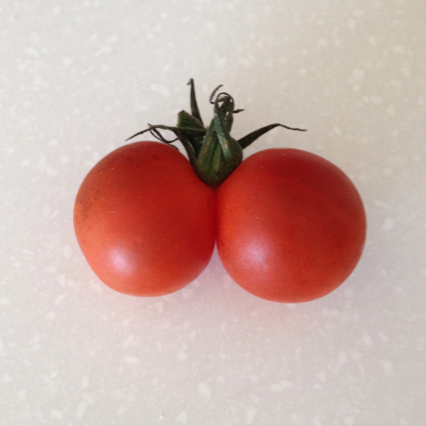tomatos15.jpg